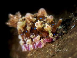 D R E A M  L A N D

Nudibranch
(Dendrodoris denisoni)
 by Lilian Koh 
